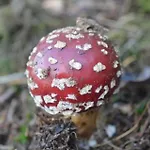 Terrasses De Duplex Leana 441 *