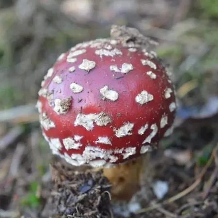 Terrasses De Duplex Leana 441 *